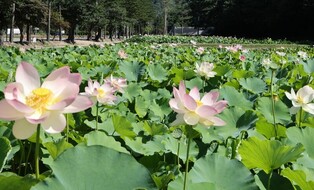 [픽! 보은] 연분홍 자태 뽐내는 속리산 연꽃