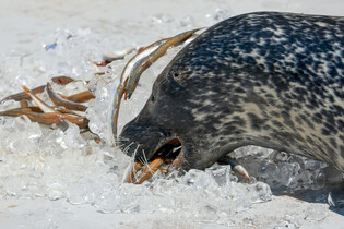 Animals in hot weather