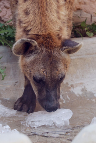Animals in hot weather