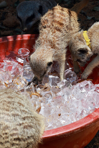 Animals in hot weather