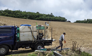 Drought-hit mountainside cabbage field