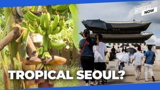 Is climate change causing bananas to grow in Seoul?