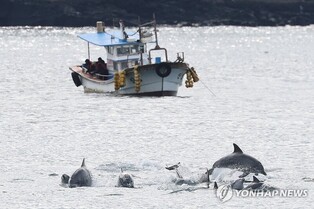 "제주 남방큰돌고래 과도한 접근 안 돼…자칫 과태료 200만원"