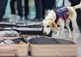 [길따라] 방울토마토 몇 알에 160만원…호주 여행 '벌금 폭탄' 주의보