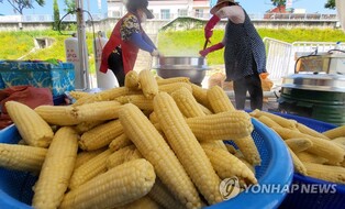 입안 가득 톡톡…홍천군 찰옥수수축제 25일 개막