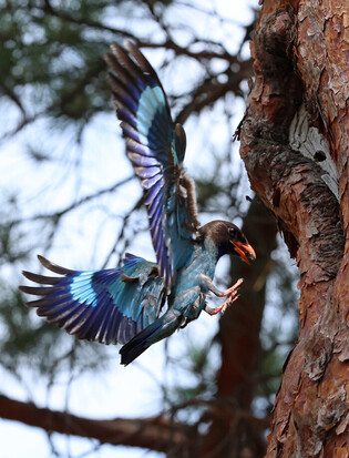 Bluebird looks after chick