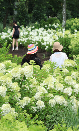 Hydrangea garden on S. Korean island