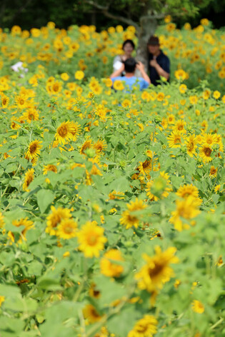 Sunflower field on Jeju Island