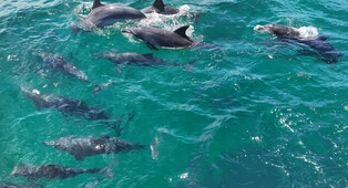 Bottlenose dolphins off Jeju