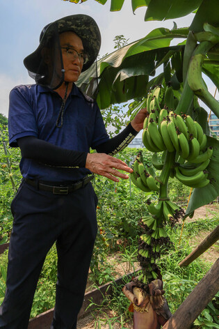 Bananas growing in Seoul
