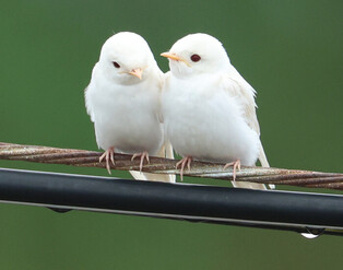 Albino nestling swallows found in S. Korea