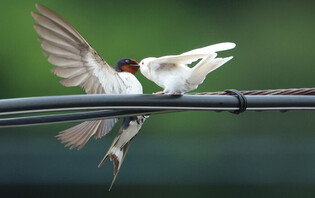 Albino nestling swallows found in S. Korea