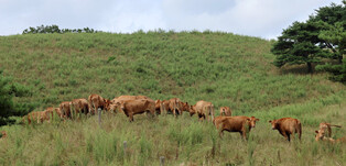 Cows released to pasture
