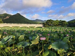 [픽! 영광] 연분홍 물결 백수 연꽃방죽