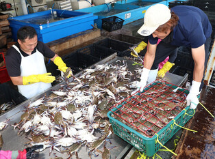 Crab season arrives at S. Korean port