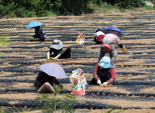 Scallion planting