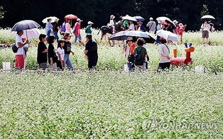 평창군 효석문화제, '문학과 미식' 투어상품 운영