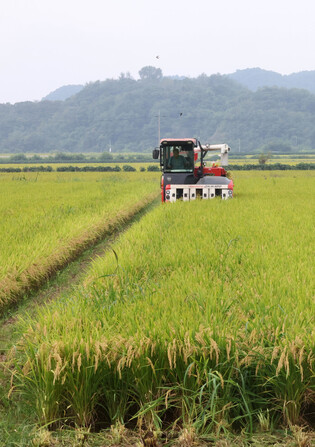 Rice harvesting