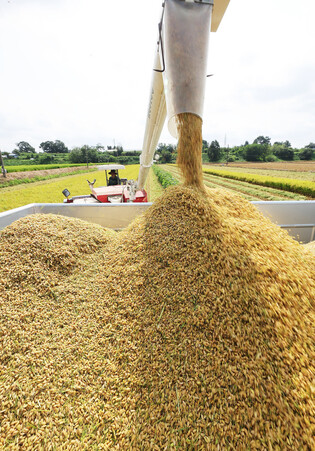 Rice harvesting