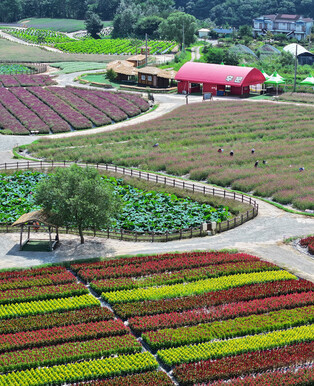 Flower field