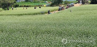 흐드러진 메밀꽃과 문학의 향기 속으로…평창 '효석문화제' 개막