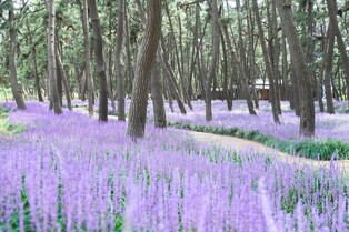 보랏빛 물결의 향연…서천서 28일부터 맥문동꽃 축제