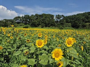 울산 대왕암공원 해바라기 만개…계절별 꽃밭 10여종 조성