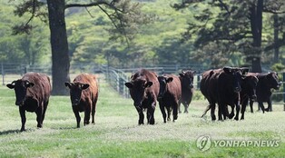 올가을 제주 특산 '흑우' 맛보러 오세요…내달 브랜드 박람회