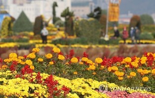 11월 개막 '마산국화축제' 밤 10시까지 즐긴다…운영시간 연장