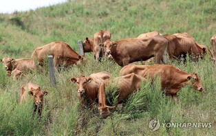 [강원 고성소식] '바다를 품은 고성 한우 축제' 5∼7일 개최