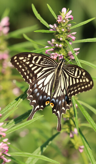 Swallowtail butterfly