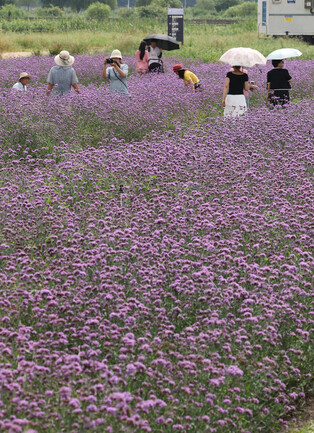 Verbena flowers