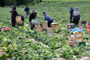 Harvesting Chinese cabbage on mountainside