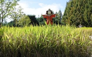 Flower festival in Goyang