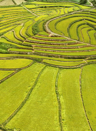 Terraced paddies turn gold
