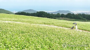 제주메밀 산업에 917억원 투자…신품종 개발·관광 사업화