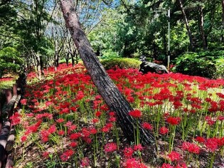 선홍빛 꽃무릇으로 곱게 물든 대전 명소 5곳은