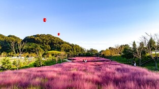 추석연휴 함안서 전통놀이 즐기고 가을꽃 감상…"추억 만들기"