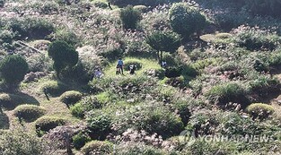 궂은 날씨에 기나긴 성묘 행렬…나들이 차량 겹쳐 도로 몸살