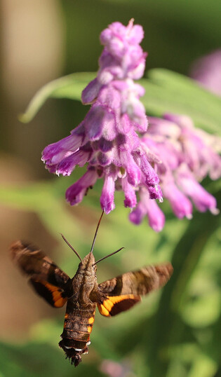 Nectar collection