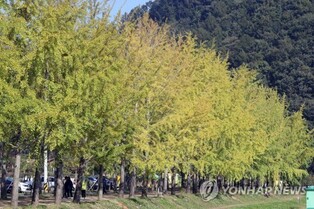 '단풍 없는 가을축제'…충북 지자체 차별화 고심
