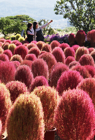 Kochia plants