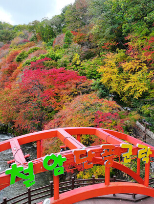 Fall foliage