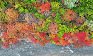 Fall foliage
