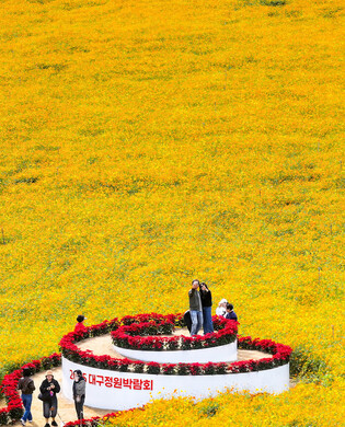 Yellow cosmos