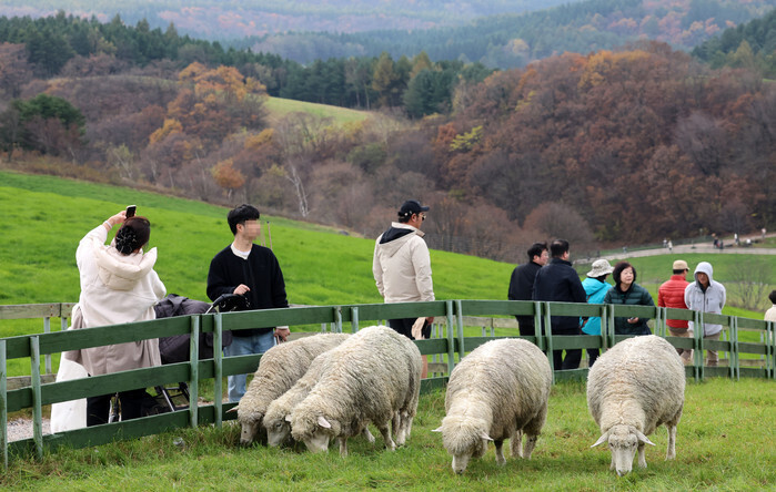 Sheep on Daegwallyeong