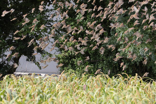 Millet field hit by sparrows