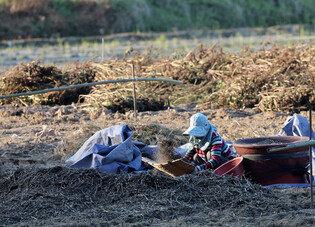 Harvesting sesame seeds