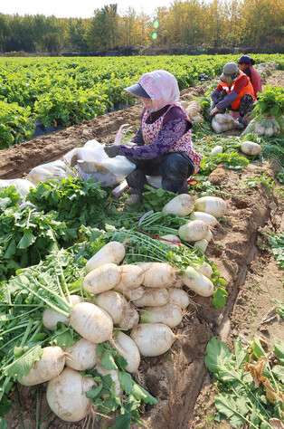 Radish harvesting