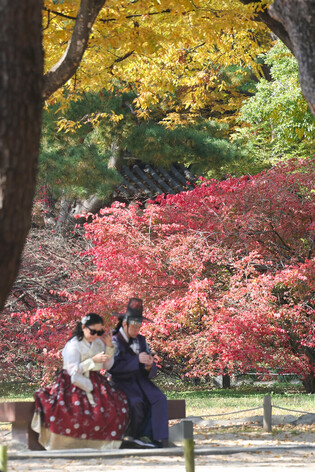 Autumn leaves in Seoul